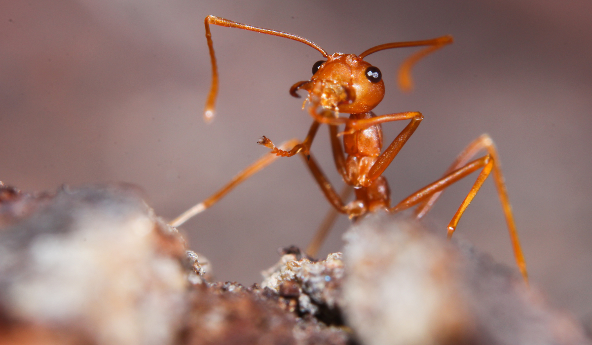 fire ant