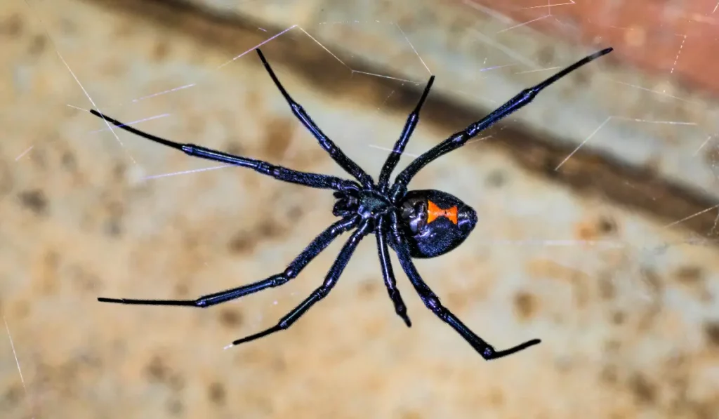 Black Widow Spider on a Web