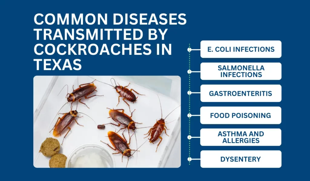 Common Diseases Transmitted by Cockroaches in Texas