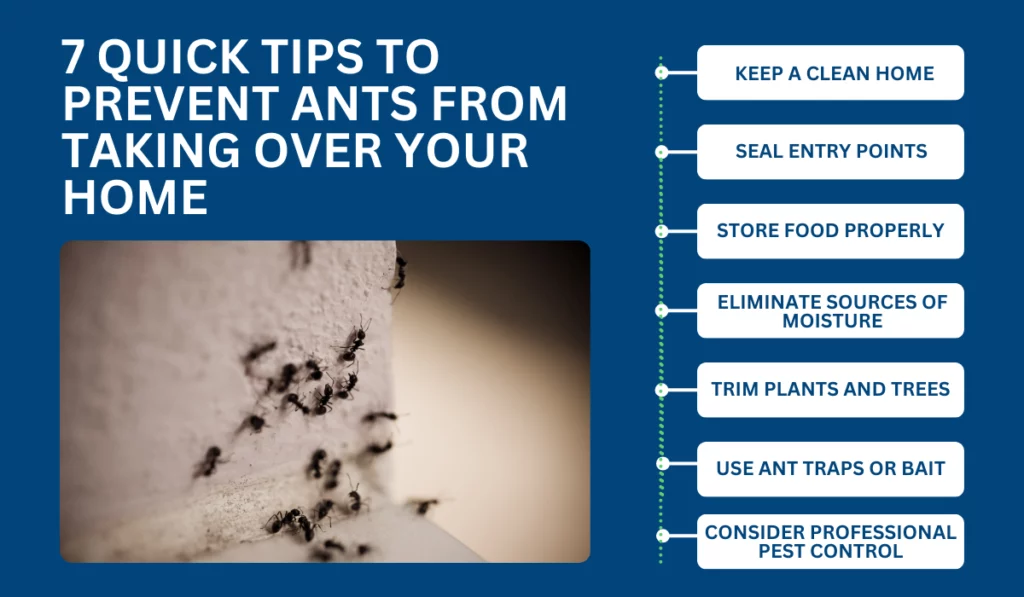 7 Quick Tips to Prevent Ants from Taking Over Your Home