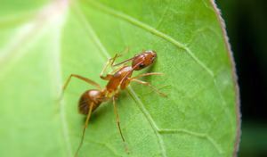 Crazy Ants