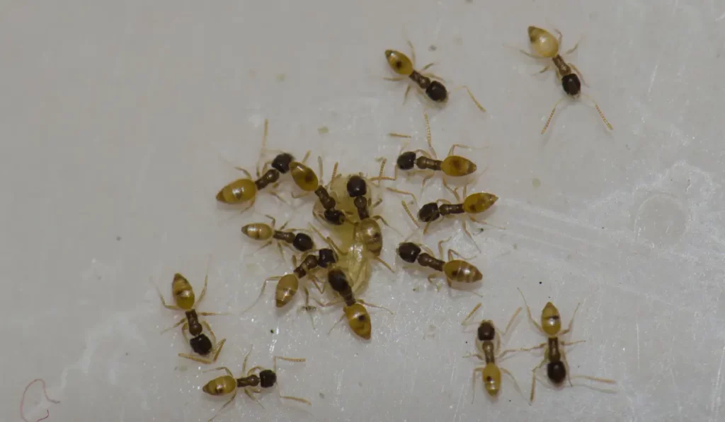 Ghost Ant