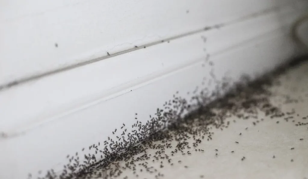 Little Black Ants