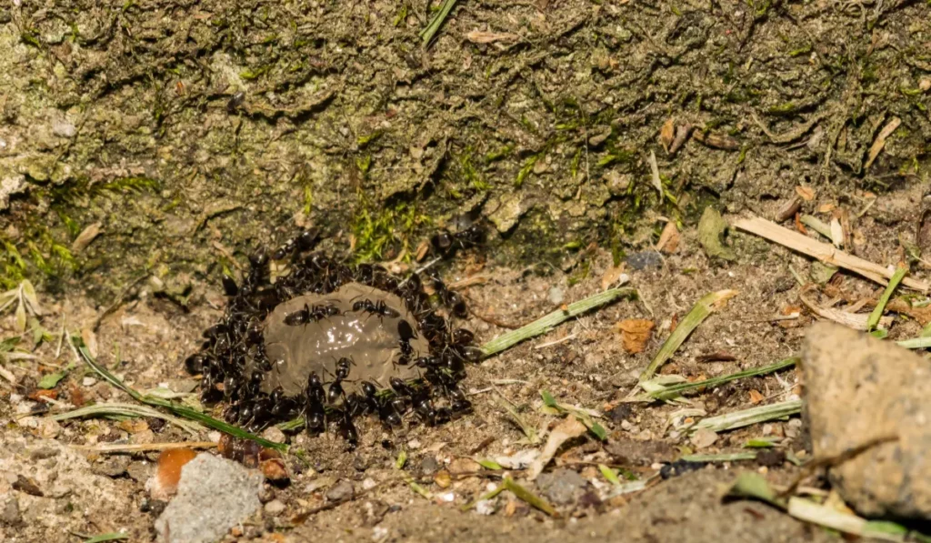 Odorous House Ants