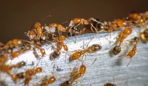 Pharaoh Ants