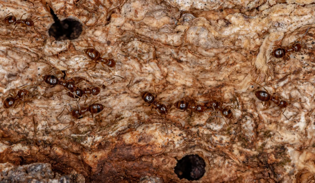Rover Ants