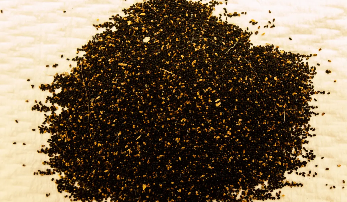 Termite Droppings