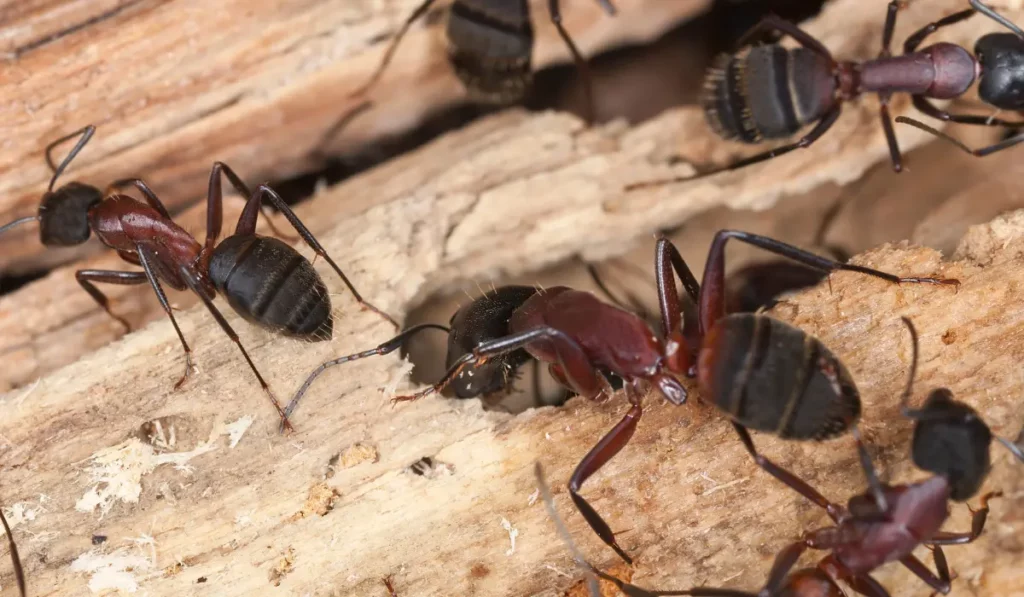 Carpenter ants, Camponotus herculeanus (1)