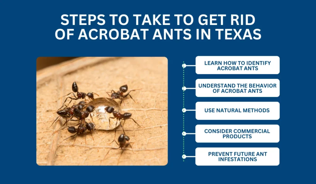 Steps to Take to Get Rid of Acrobat Ants in Texas