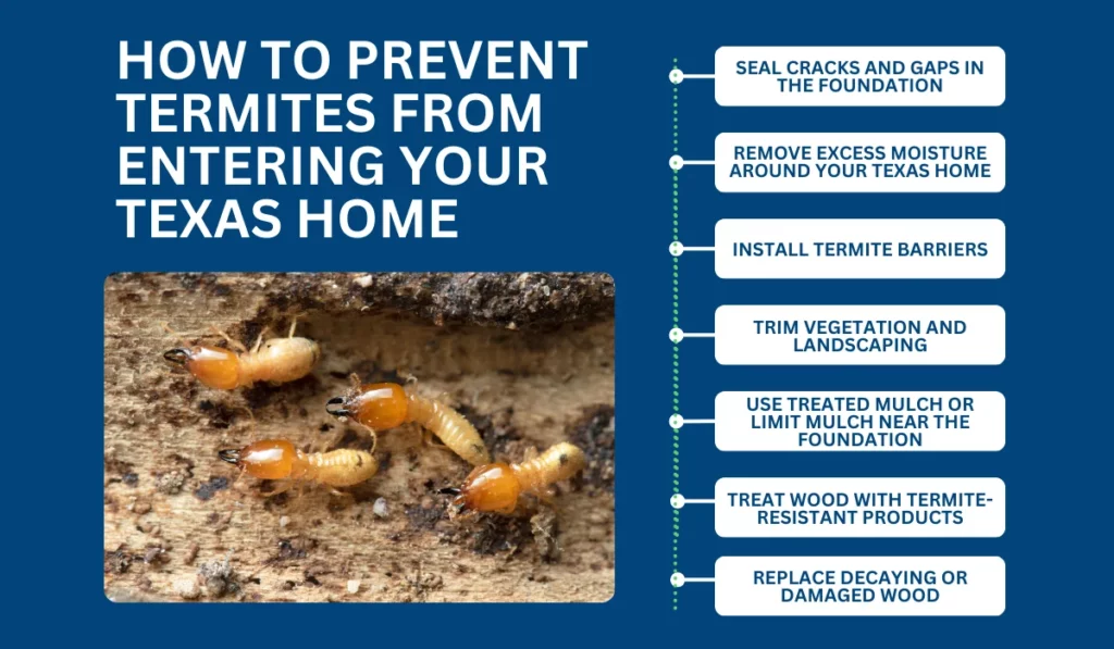 How to Prevent Termites from Entering Your Texas Home