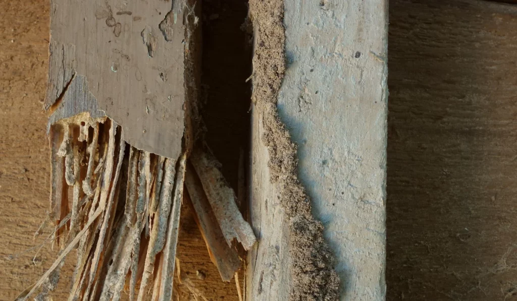 Termite wood damage and mud tube