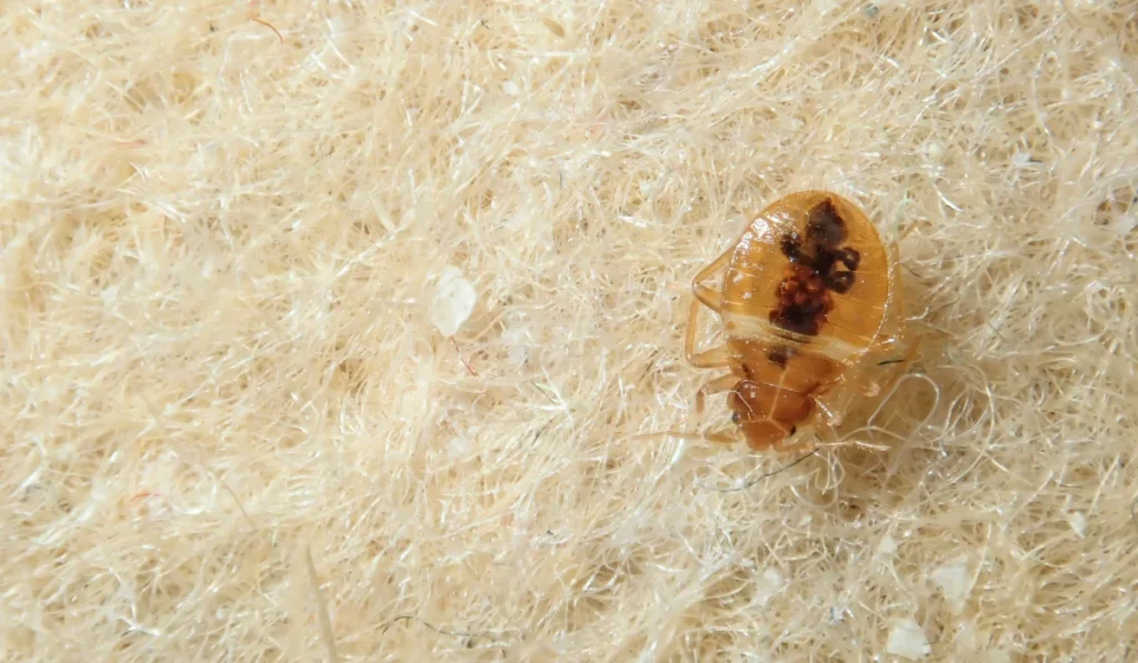bed bug