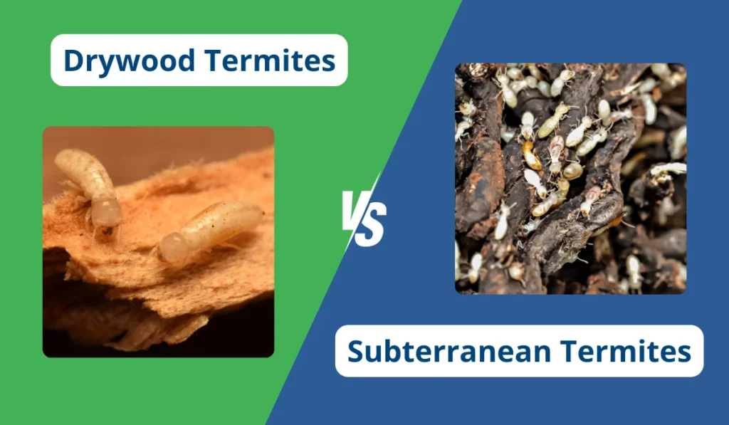 Drywood Termites vs. Subterranean Termites