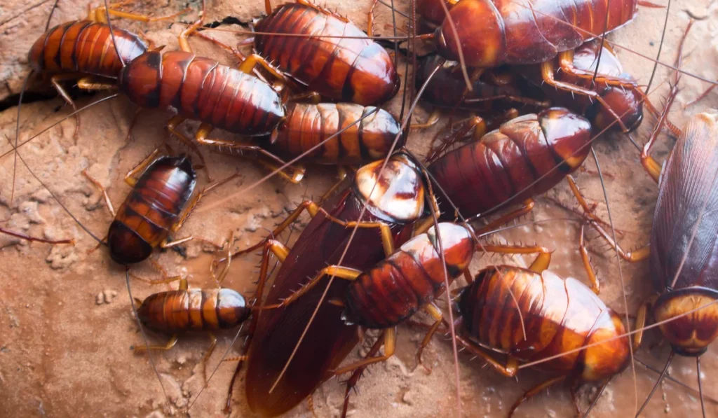 roaches