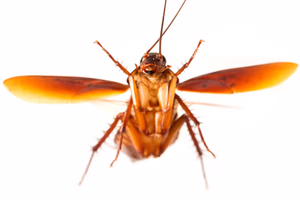 Flying Roaches in Texas Are Real and They Aim for the Lights