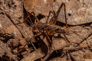 Sprickets Are Jumping Into Austin Garages Again This Fall