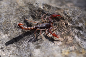 The Different Types of Scorpions in Texas and Which One Is in Your House