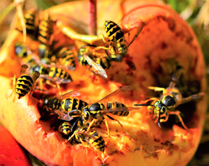 Yellow Jackets Turn Meanest Just as Summer Winds Down