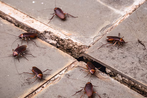 Cockroaches in Texas, Broken Down for Homeowners