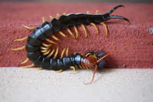 Understanding Red Centipede in Texas