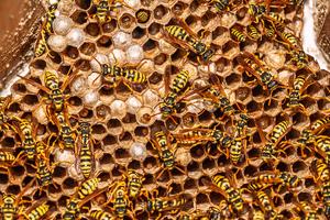 Wasps in Texas, Broken Down for Homeowners