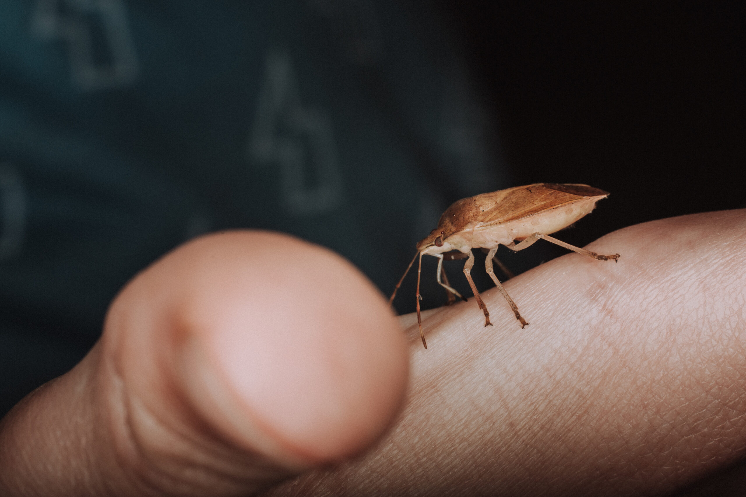 kissing bugs