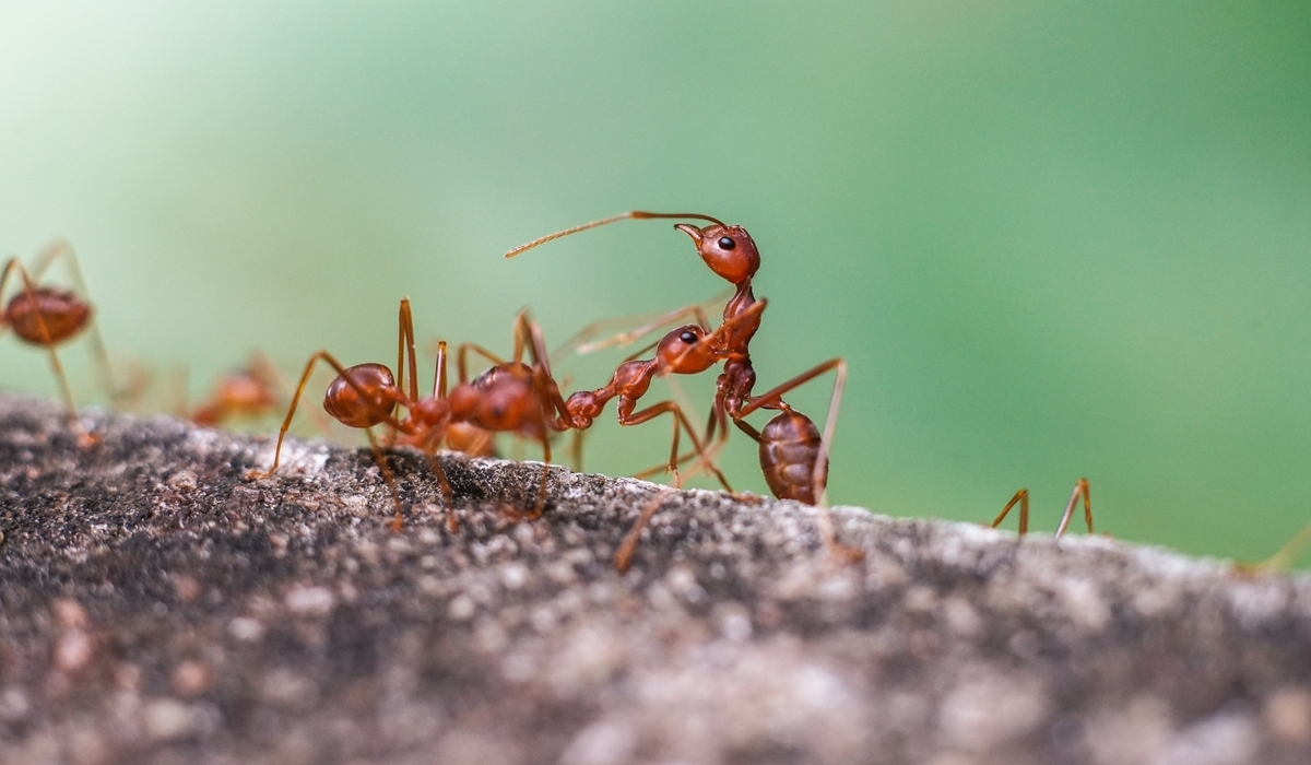 fire ant