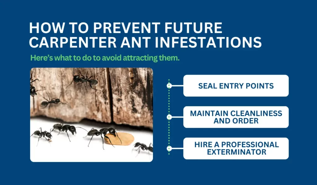 How to Prevent Future Carpenter Ant Infestations