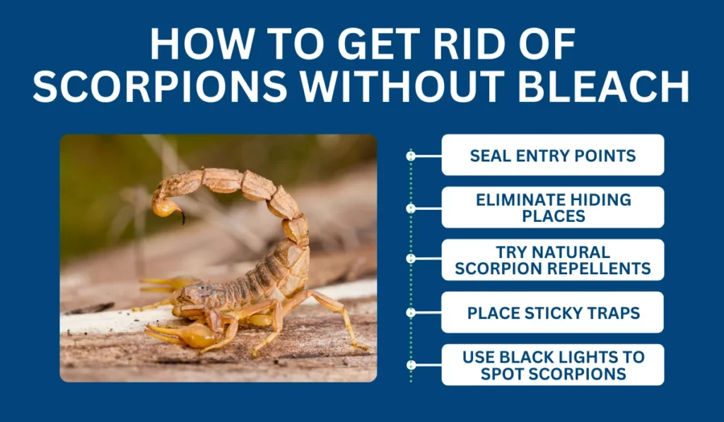 How to Get Rid of Scorpions Without Bleach