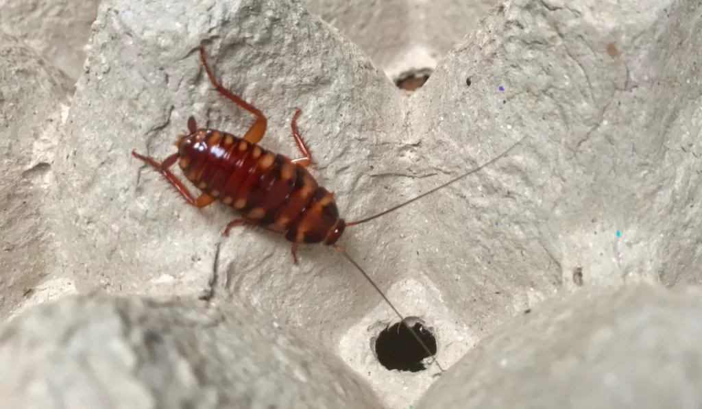 brown banded cockroach
