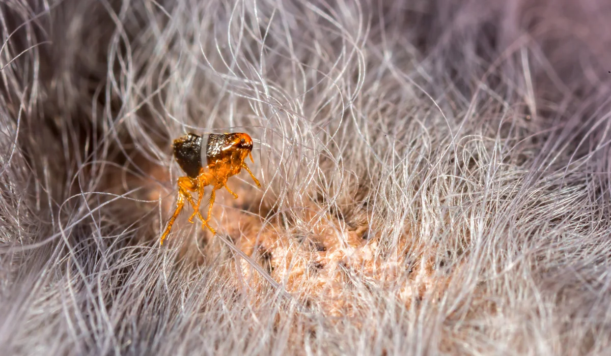 Small brown flea clinging to light-colored animal fur near a patch of irritated skin