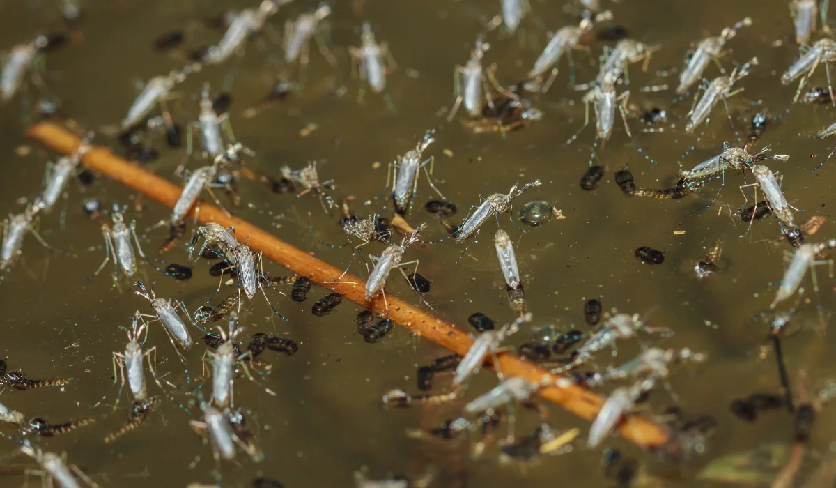 Mosquito larvae and pupae clustered in standing water around a small stick