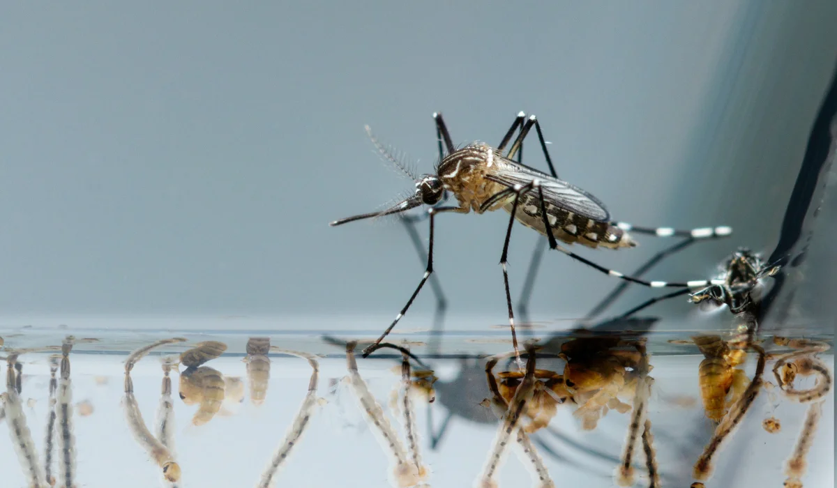 Mosquito life cycle