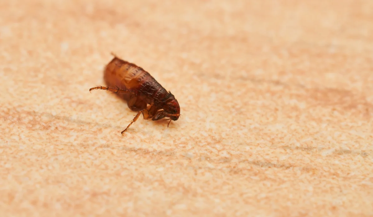 Tiny flea resting on ochre background