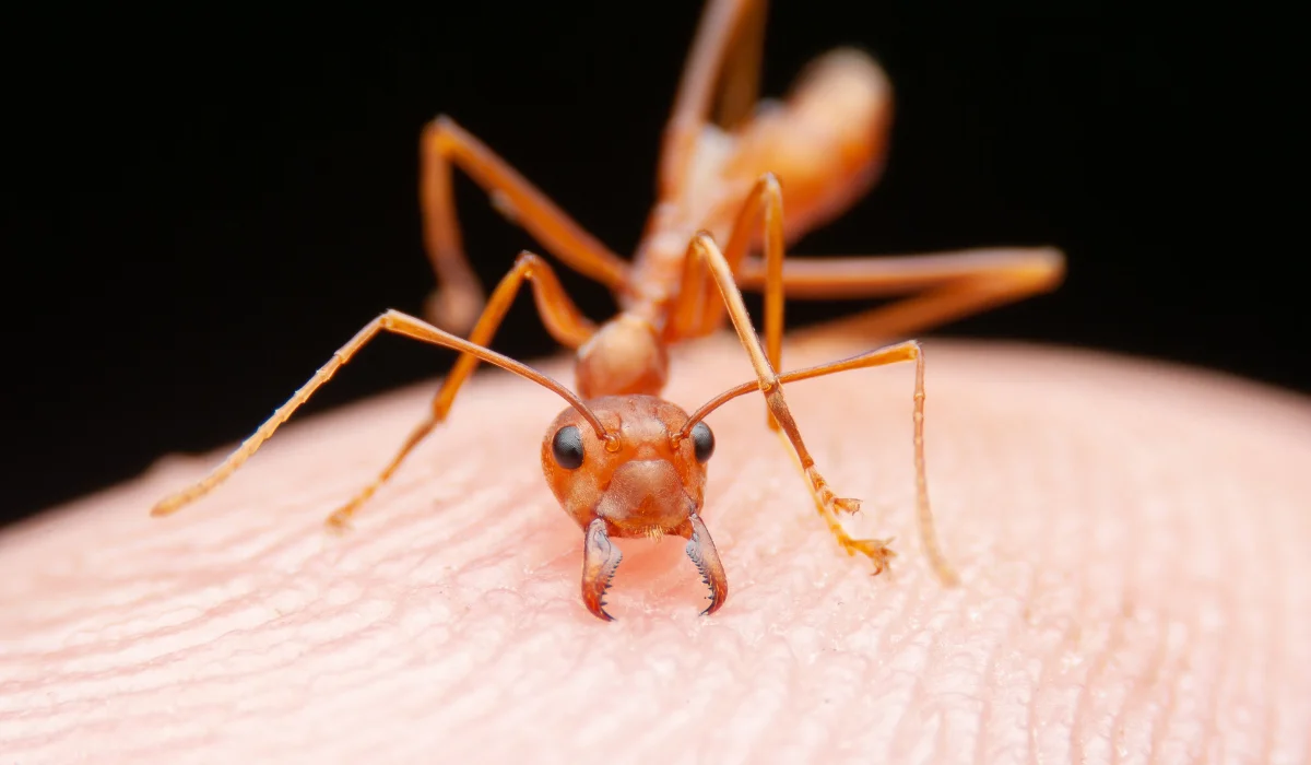 Fire ant standing on human fingertip with visible mandibles and legs