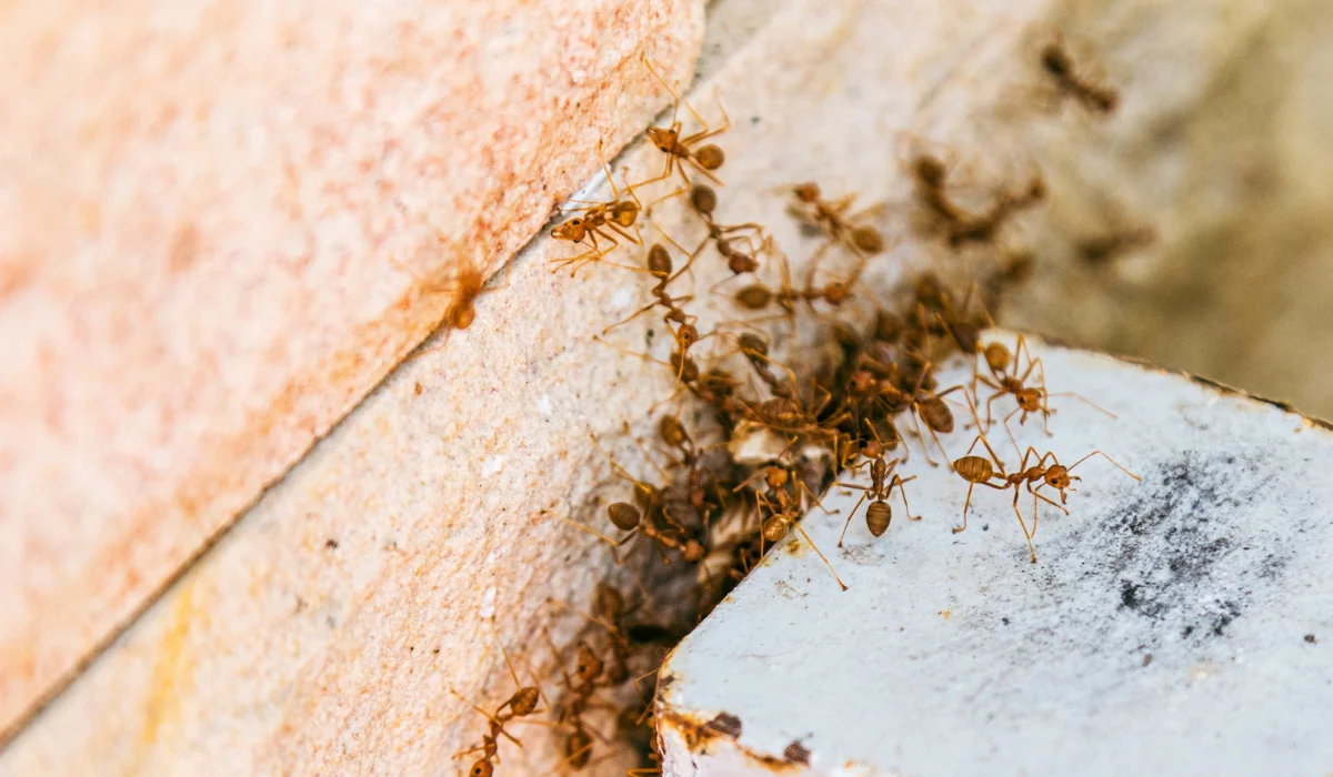 Cluster of small reddish fire ants swarming along a crack between two masonry surfaces
