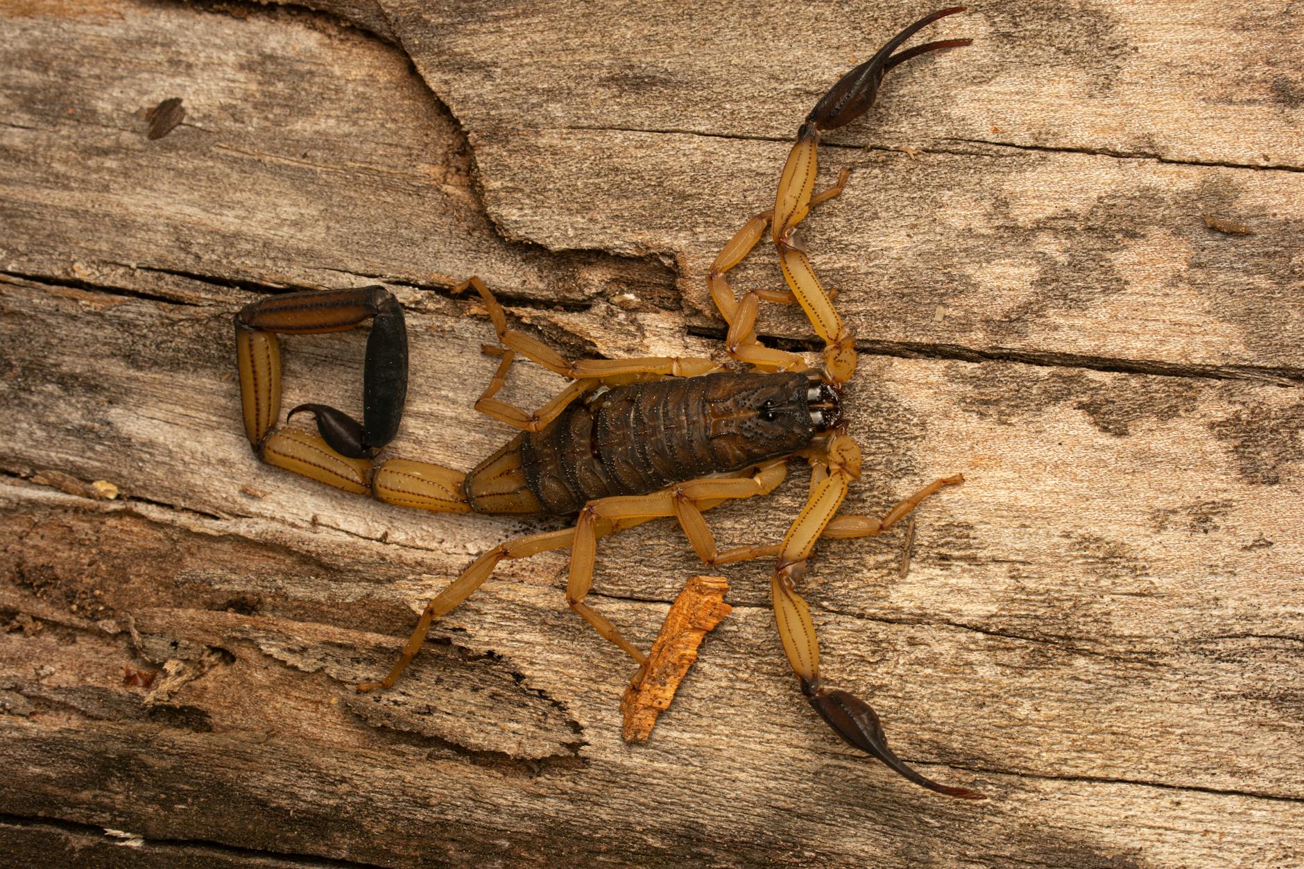 Brown scorpion with long pincers and segmented tail on weathered wood surface