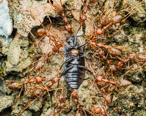 Red ants swarming and biting a large black beetle on rough bark