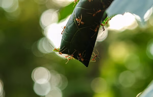 Red ants crawling along the edge of a curled green leaf against a soft, blurred green background