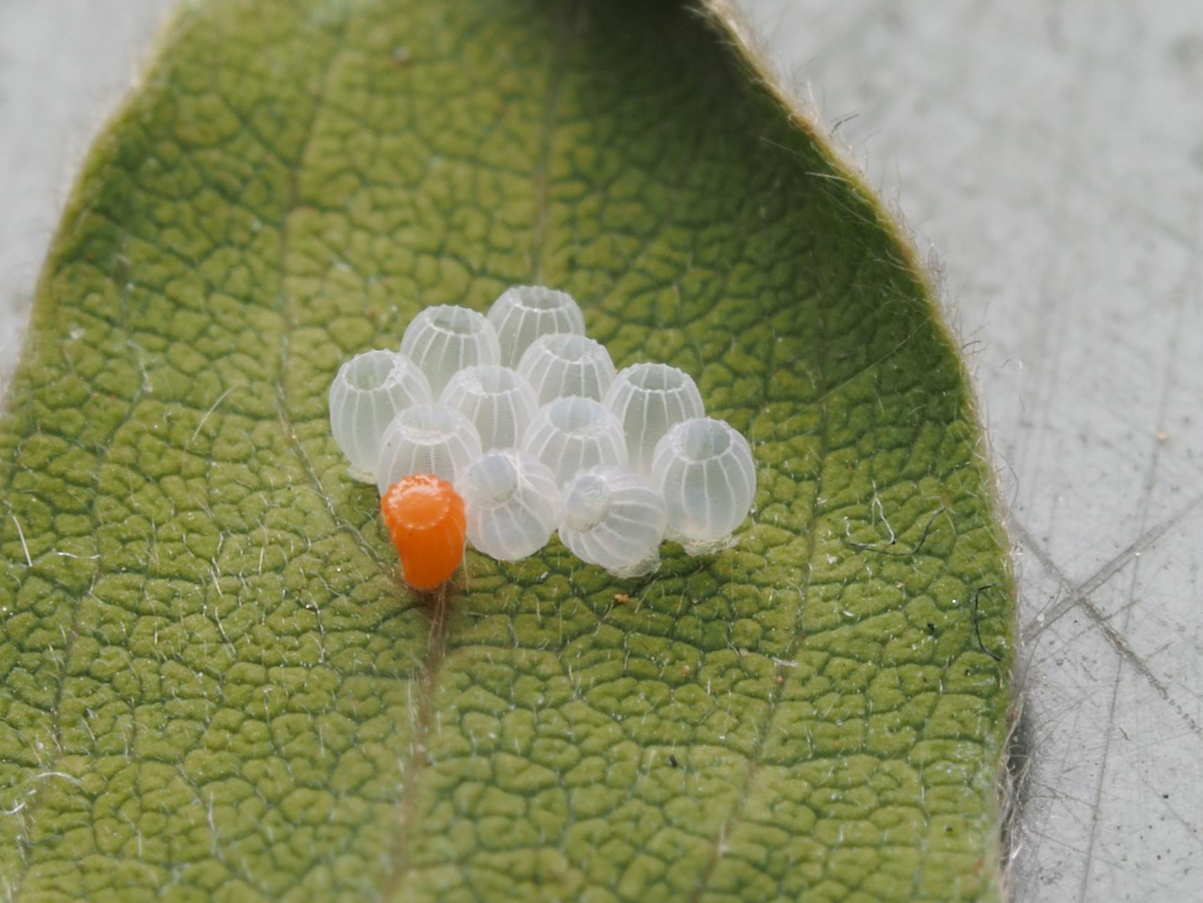 Translucent insect eggs clustered on a green leaf with one small orange hatchling emerging