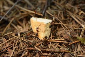 Several ants carrying a small piece of bread across forest-floor litter of twigs and needles