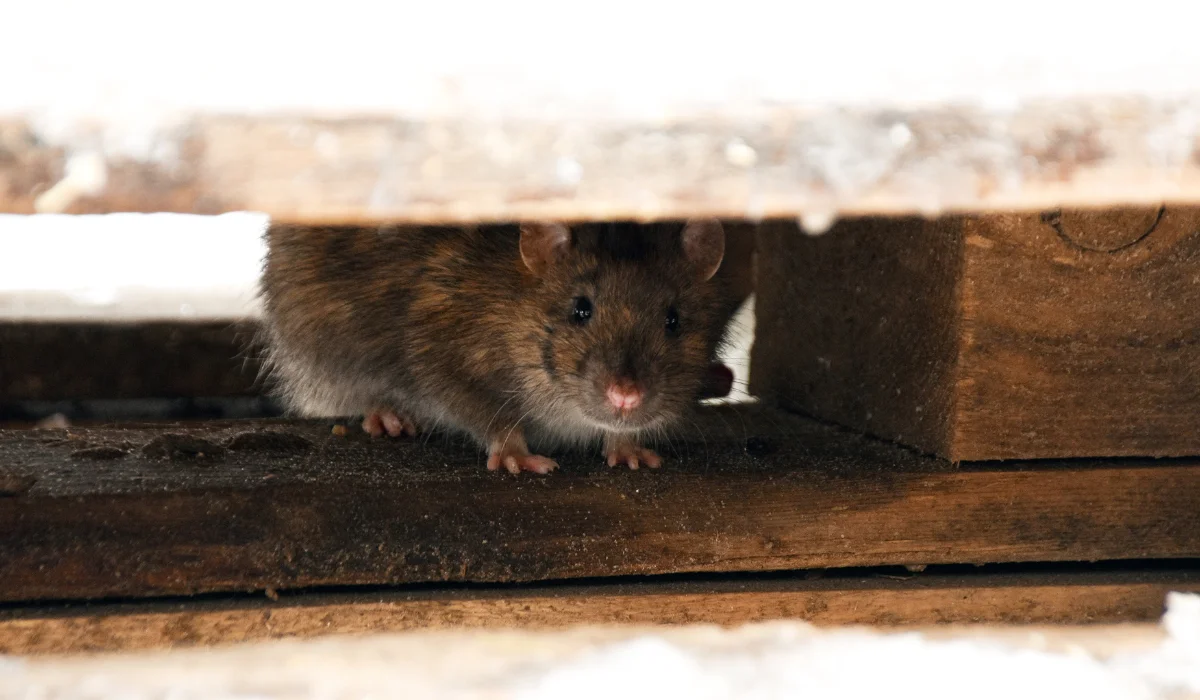 Small brown rodent peeking from a narrow gap between wooden boards indoors