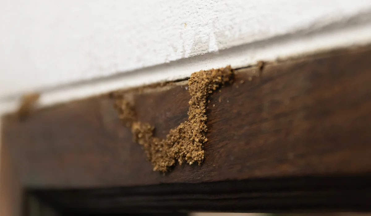 Mud tube trail on a wooden doorframe indicating termite activity