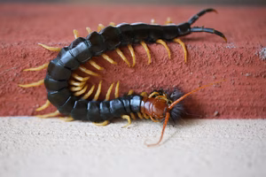 red centipede texas