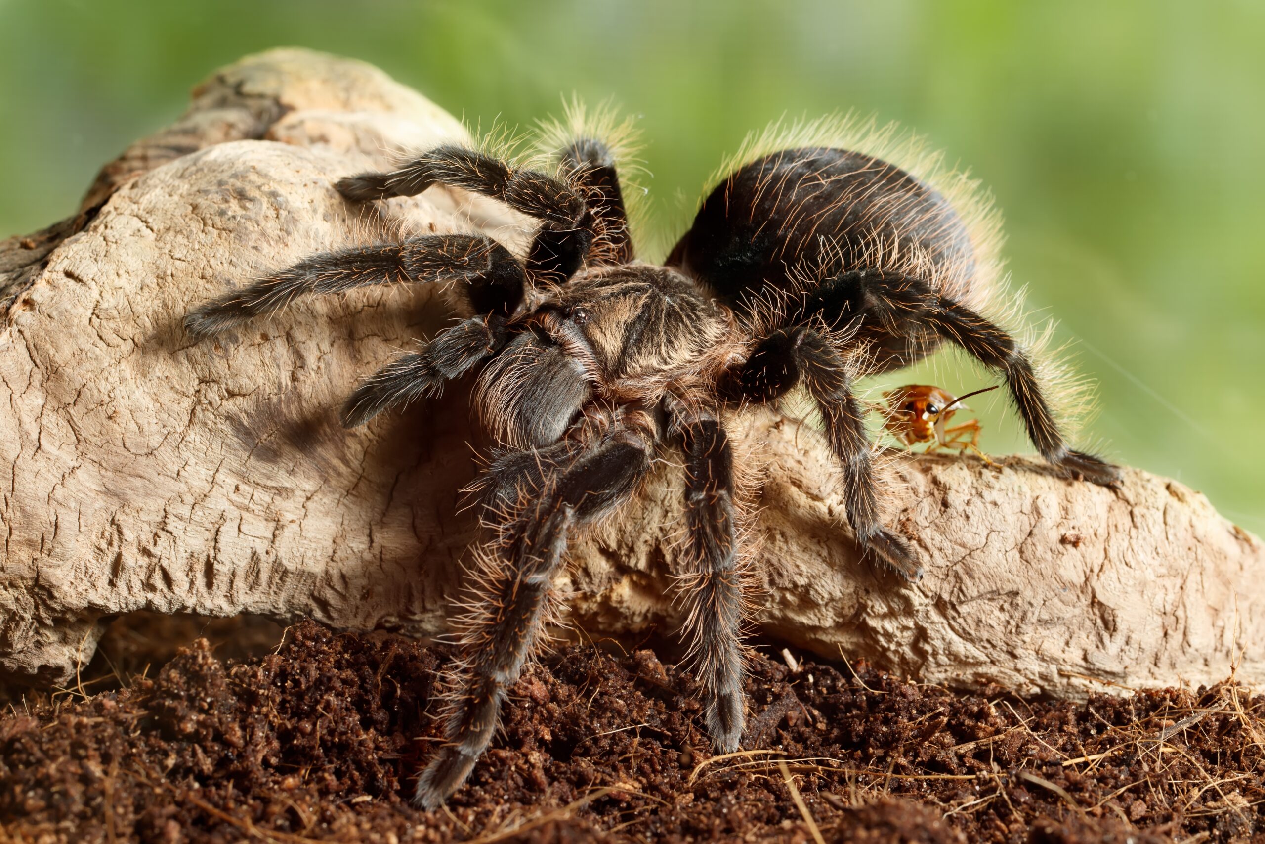 tarantula in texas