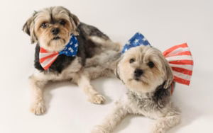 4th of July Online Finds You Didn’t Know You Needed