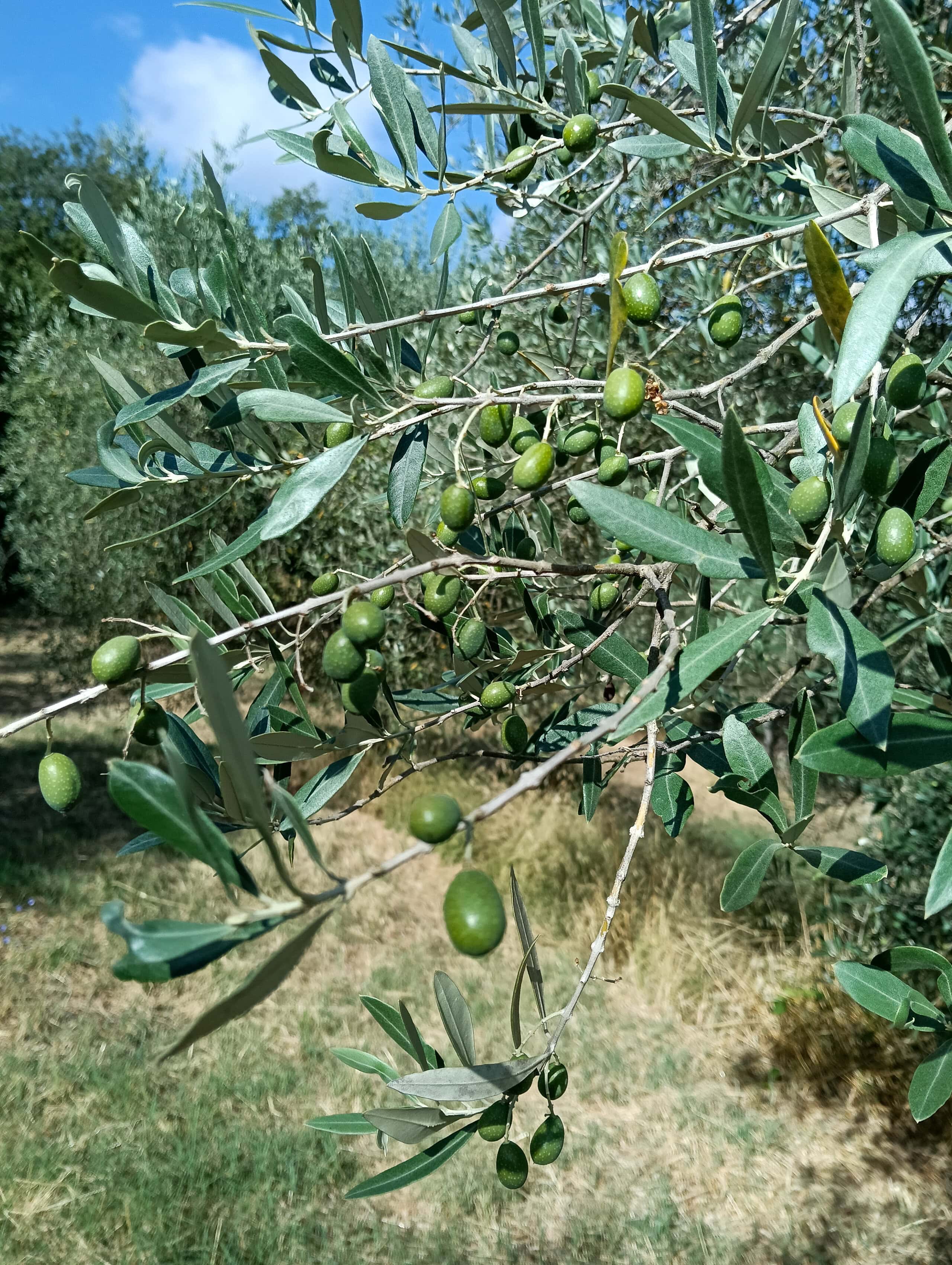 From the Grove: A July Update from Paciano, Umbria