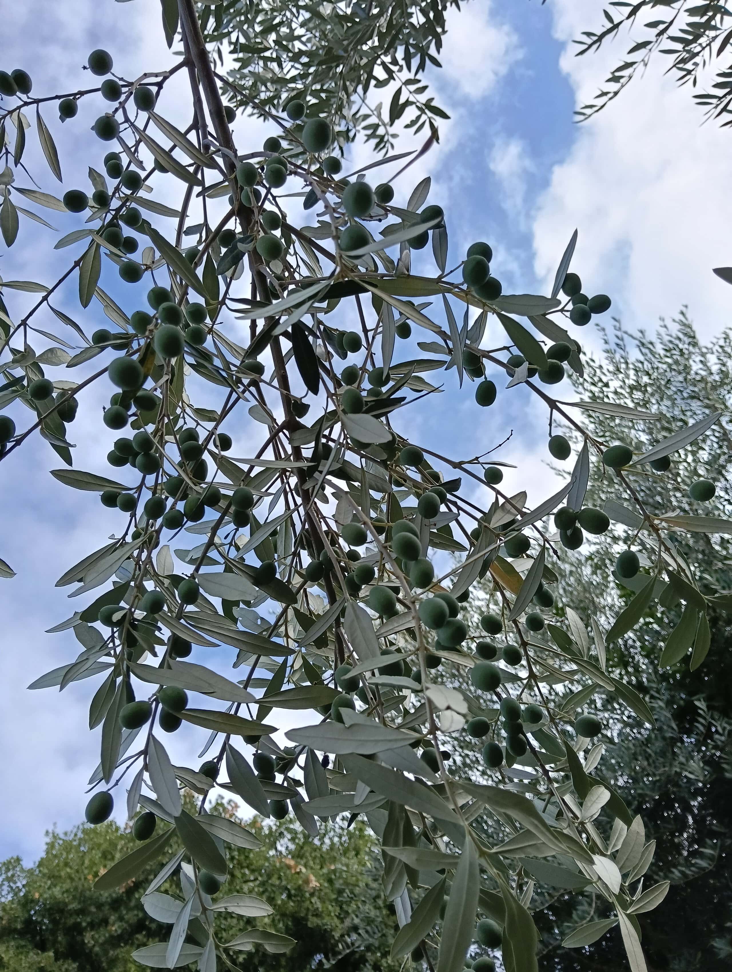 Grove Update: Late August in Paciano
