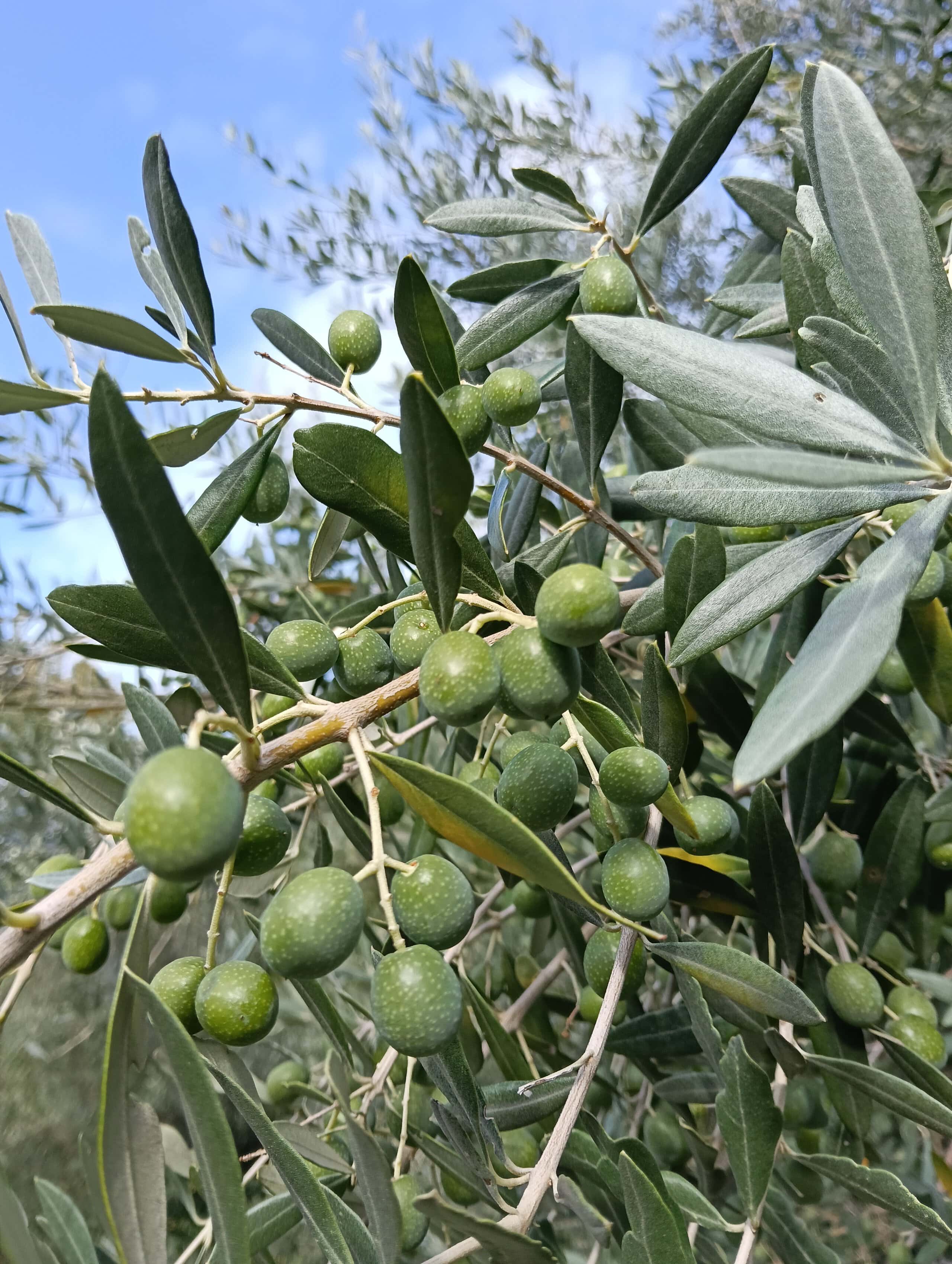 A Two-Year Study Just Settled the Virgin vs. Refined Olive Oil Debate