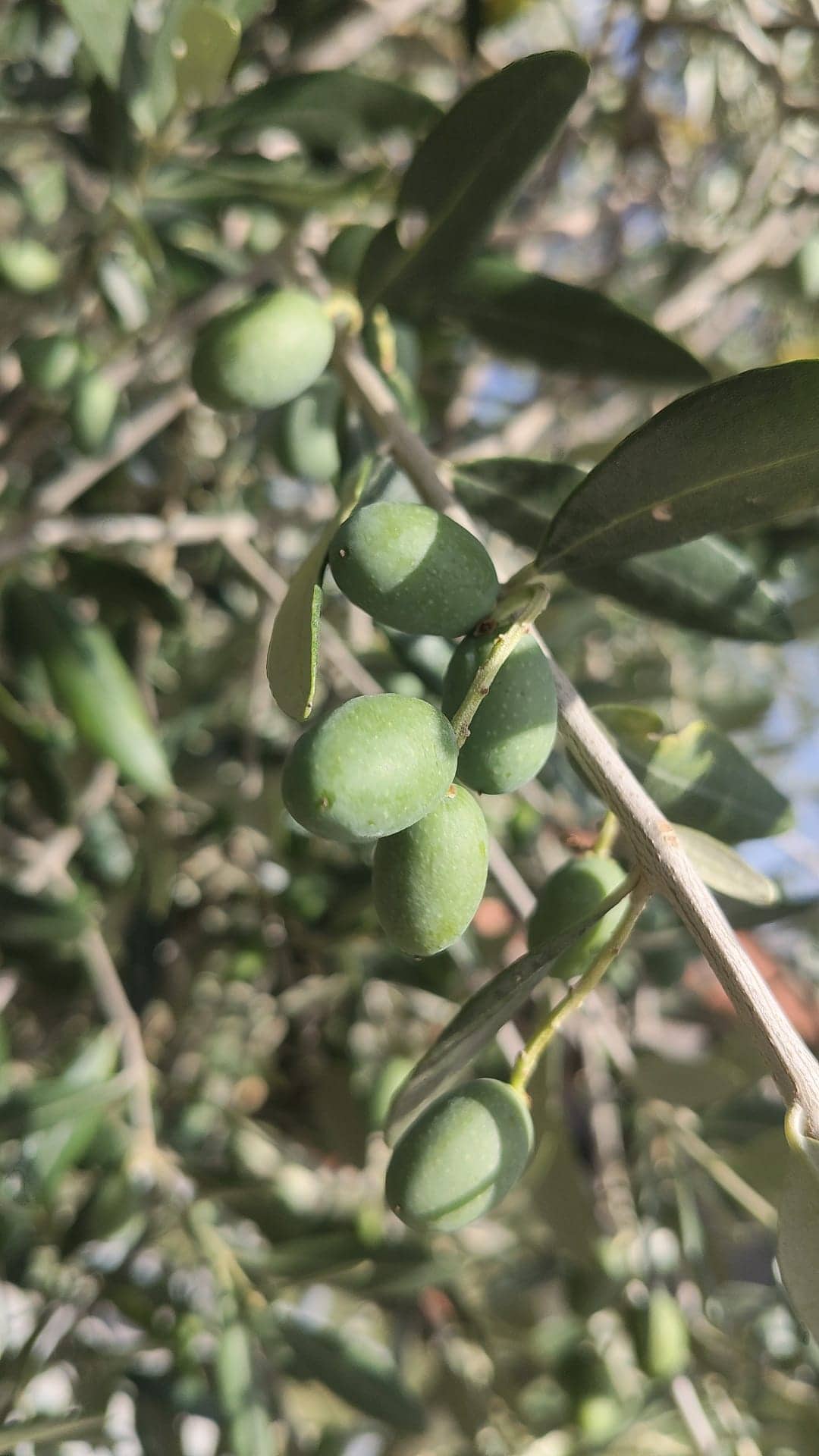 Five Weeks to Harvest